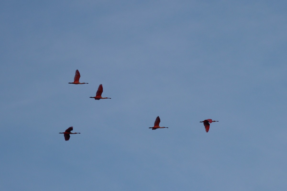 Roseate Spoonbill - Juan Gonzalez