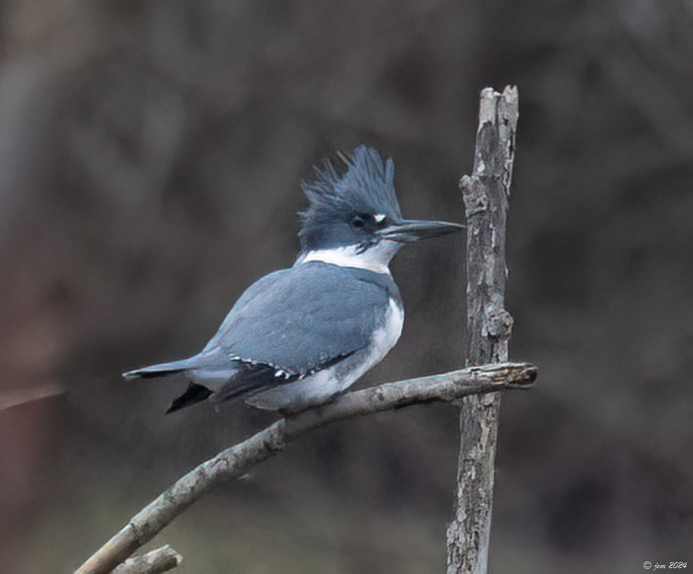 Belted Kingfisher - ML613953316