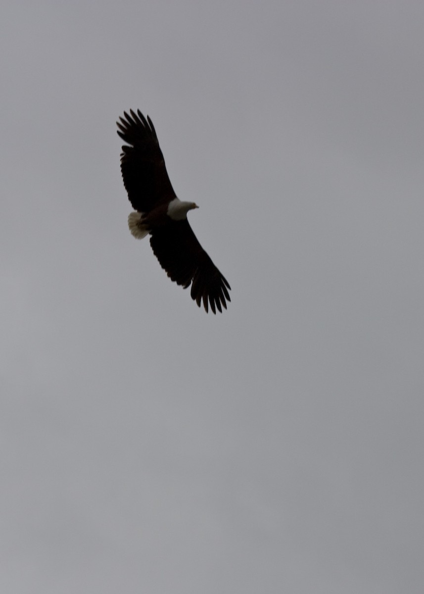 African Fish-Eagle - ML613953333