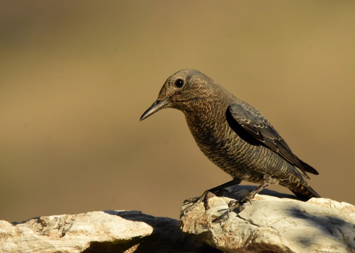 Blue Rock-Thrush - ML613953336