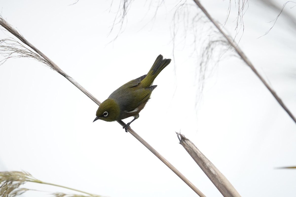 Silvereye - Alfie Benbow