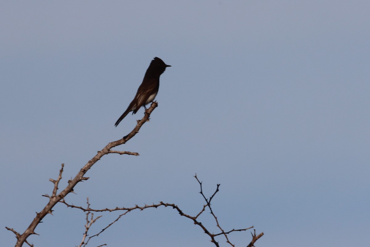 Black Phoebe - Juan Gonzalez