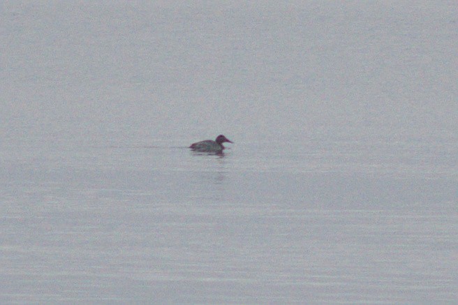 Canvasback - Ivan Wiljanen