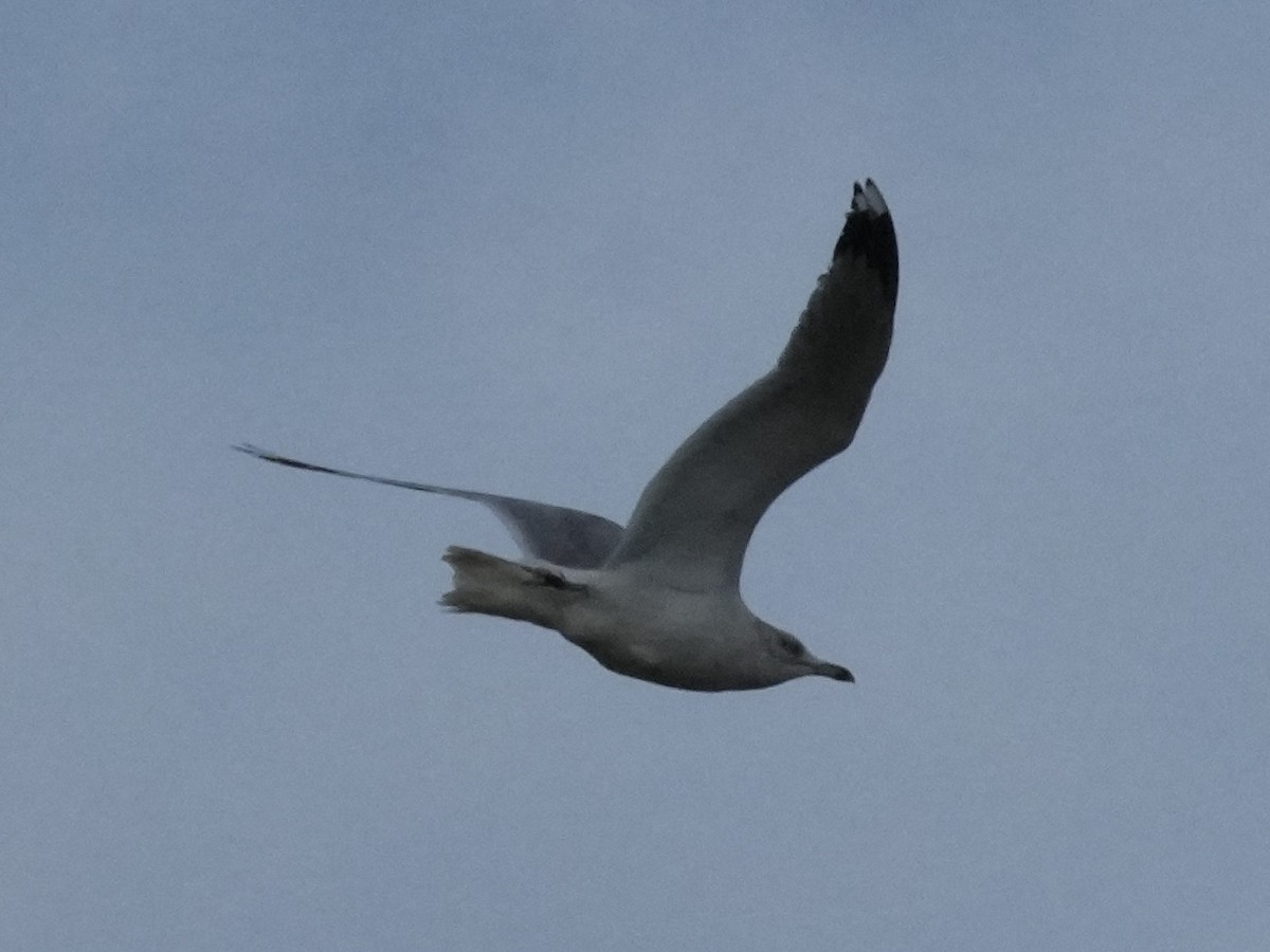 Ring-billed Gull - ML613953453