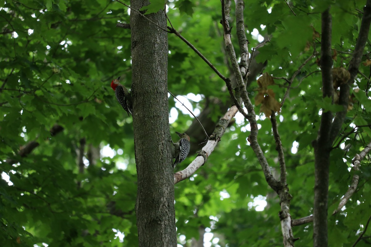 Red-bellied Woodpecker - ML613953456