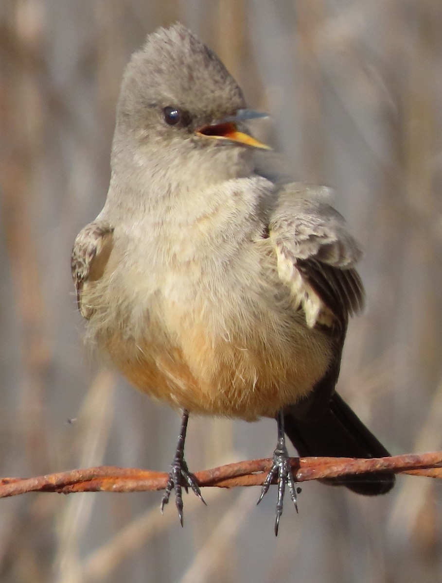 Say's Phoebe - Peter Colasanti