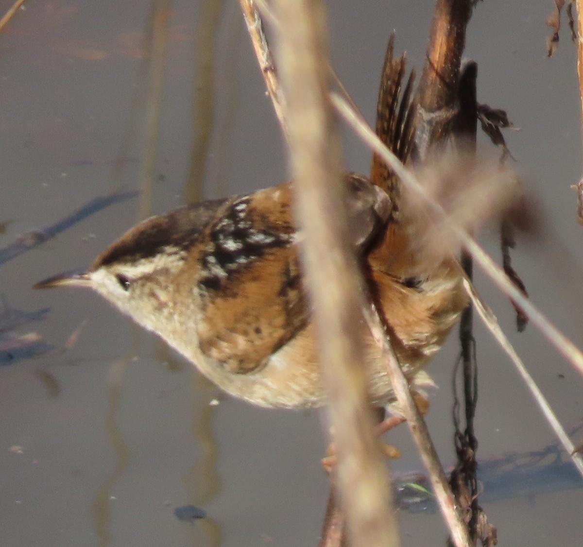 Marsh Wren - ML613953496