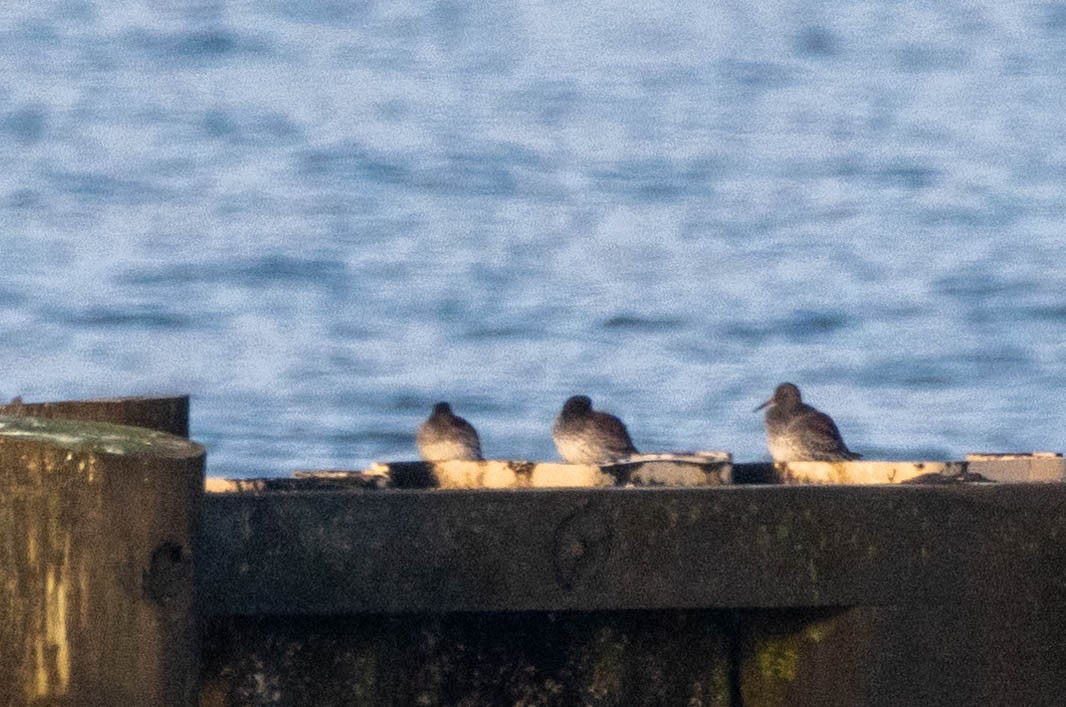 Meerstrandläufer - ML613953510