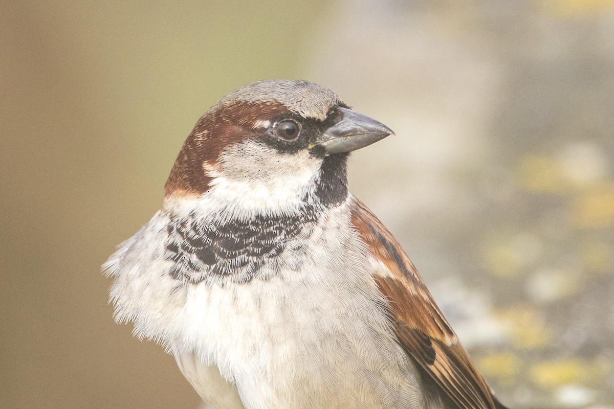 House Sparrow - ML613953511