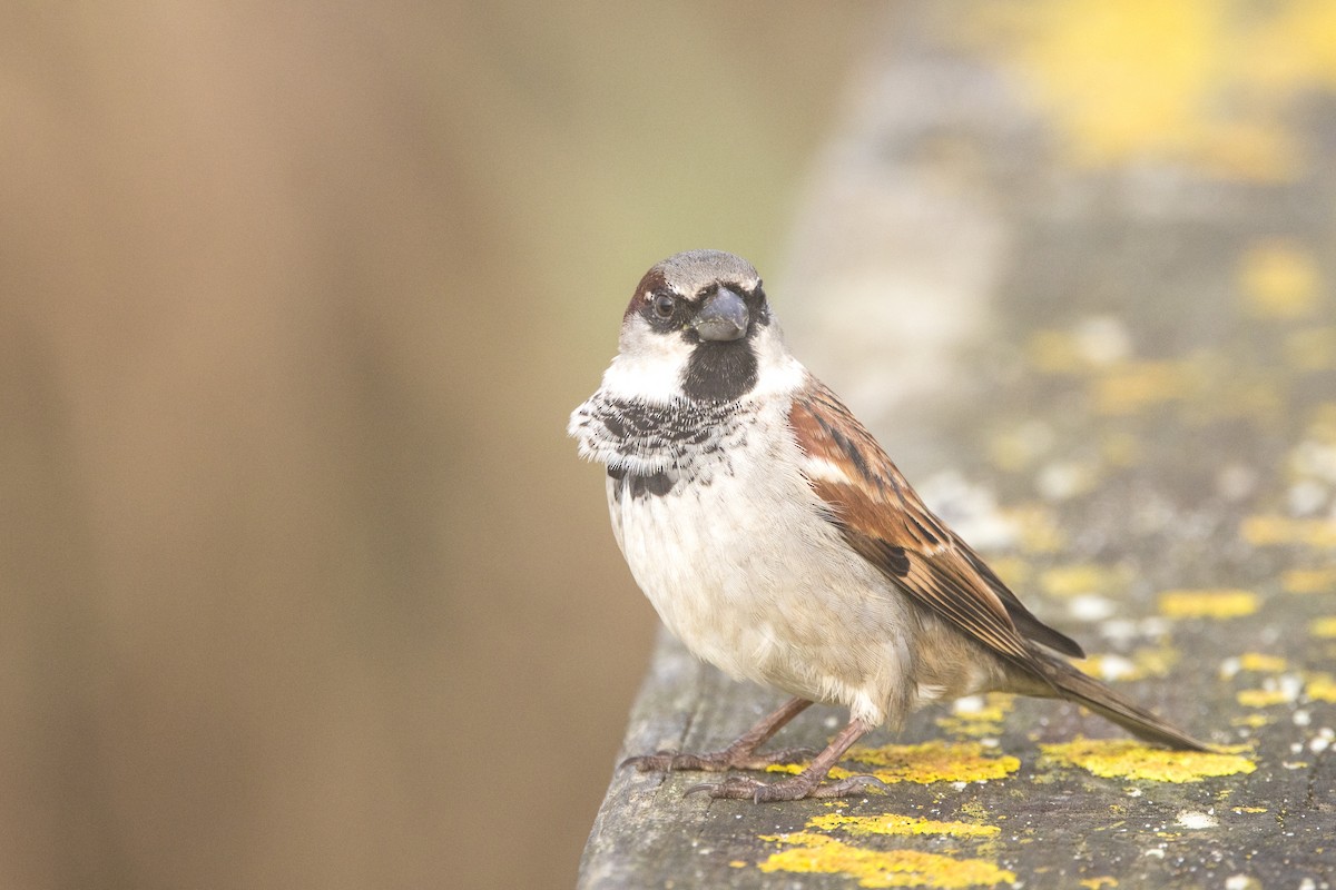 House Sparrow - ML613953513