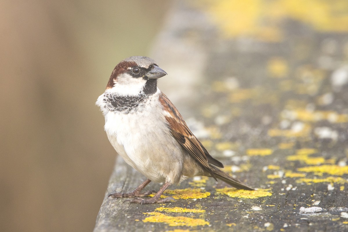 House Sparrow - ML613953514