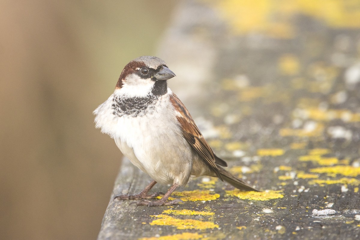 House Sparrow - ML613953515