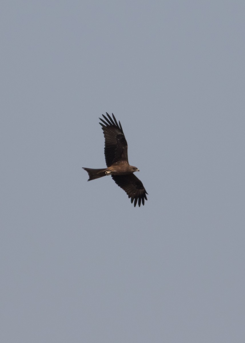 Black Kite - ML613953532