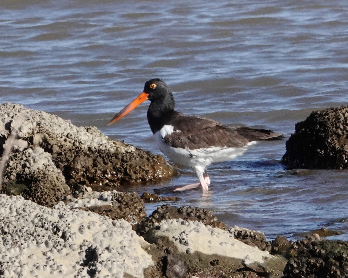 American Oystercatcher - ML613953567