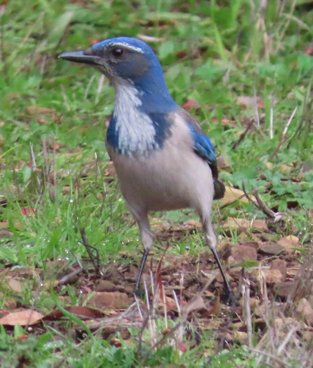 California Scrub-Jay - ML613953606