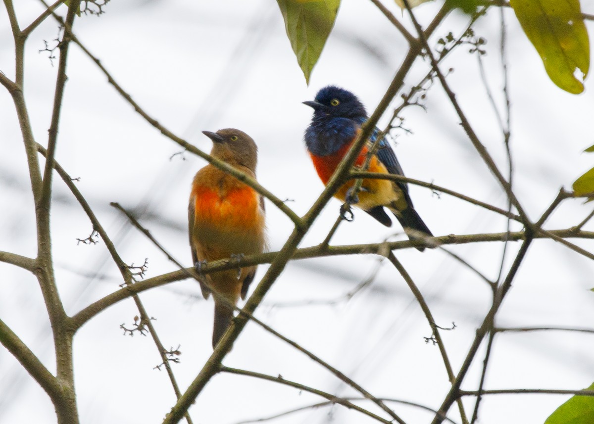 Scarlet-breasted Dacnis - ML613953660