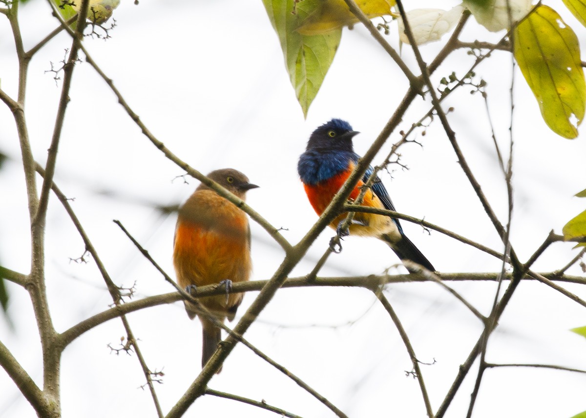 Dacnis à poitrine rouge - ML613953661