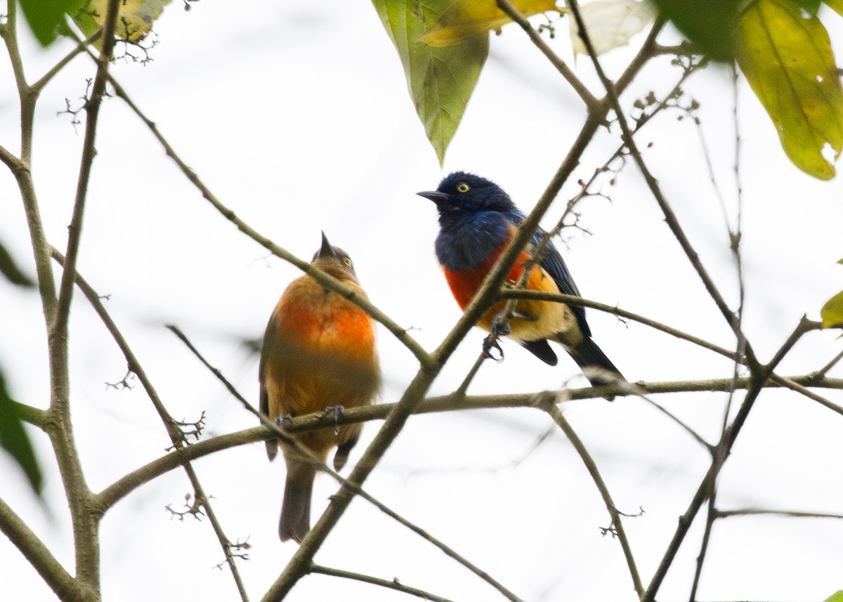 Scarlet-breasted Dacnis - ML613953662