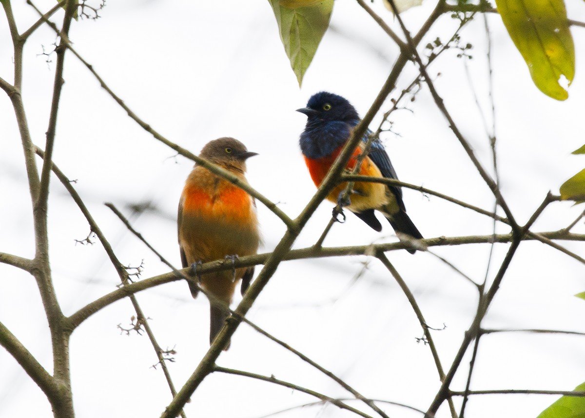 Scarlet-breasted Dacnis - ML613953663