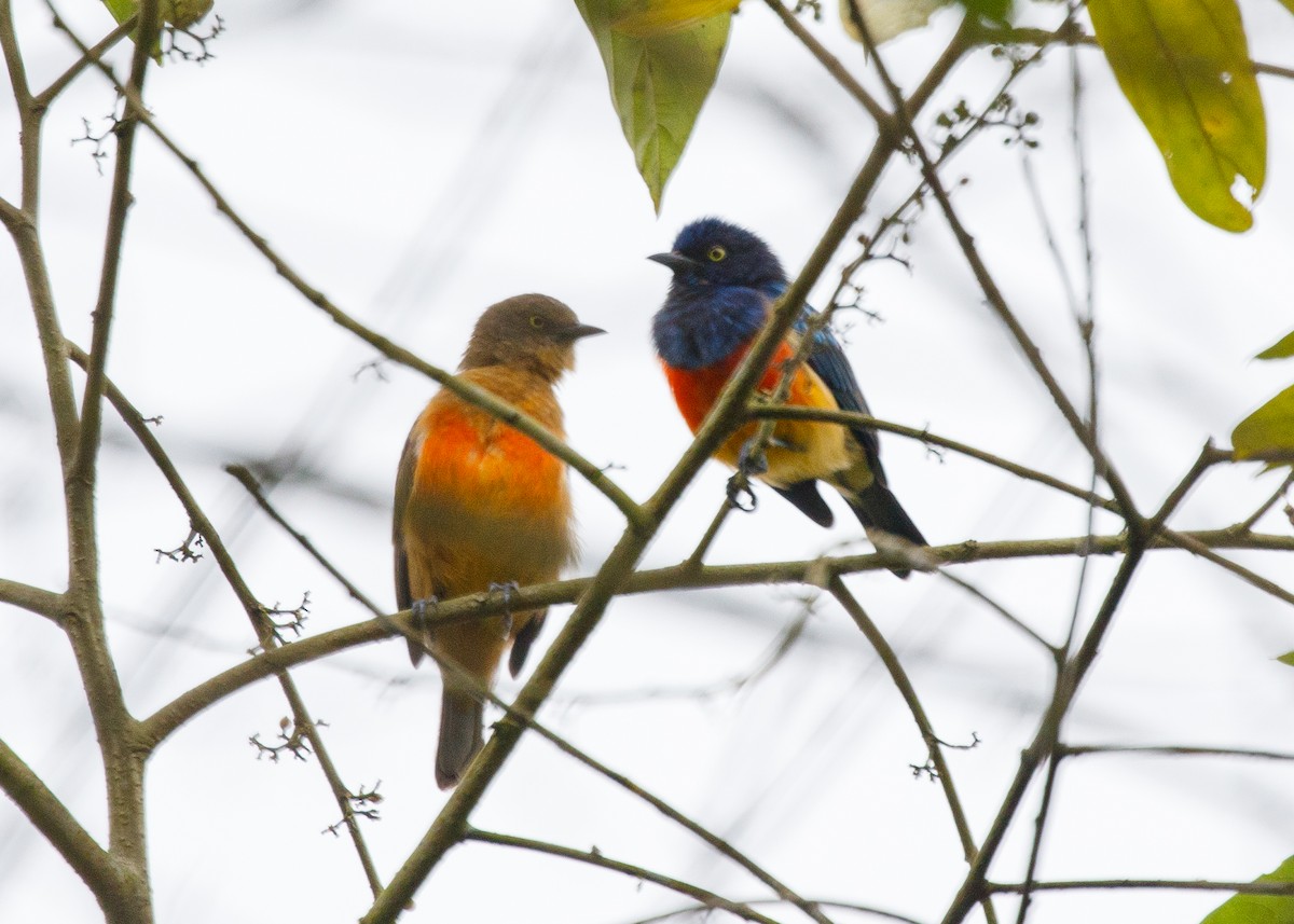 Dacnis à poitrine rouge - ML613953666