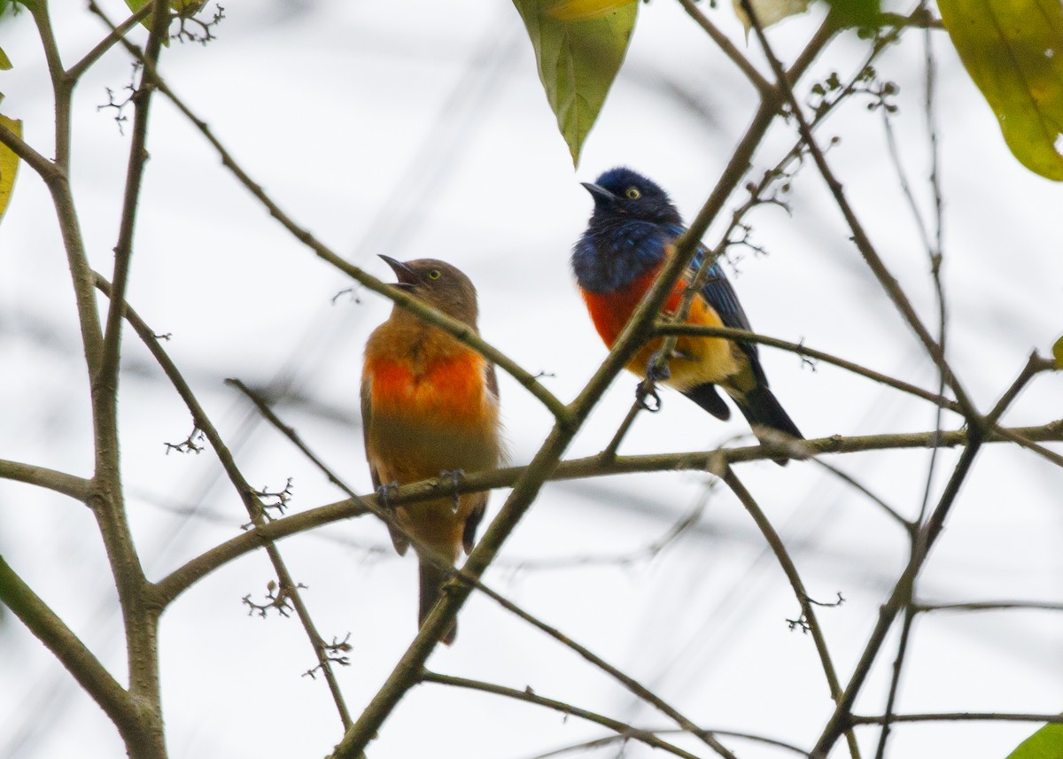 Scarlet-breasted Dacnis - ML613953667