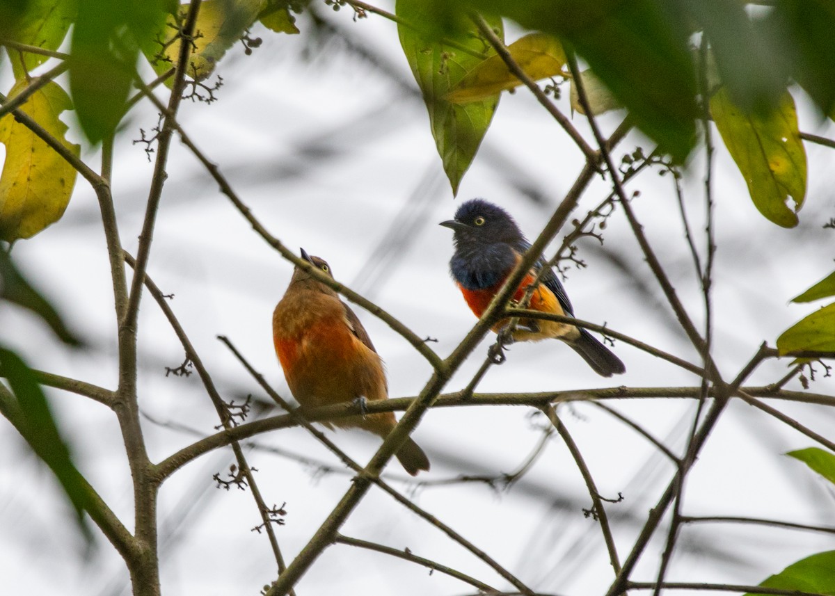 Scarlet-breasted Dacnis - ML613953675