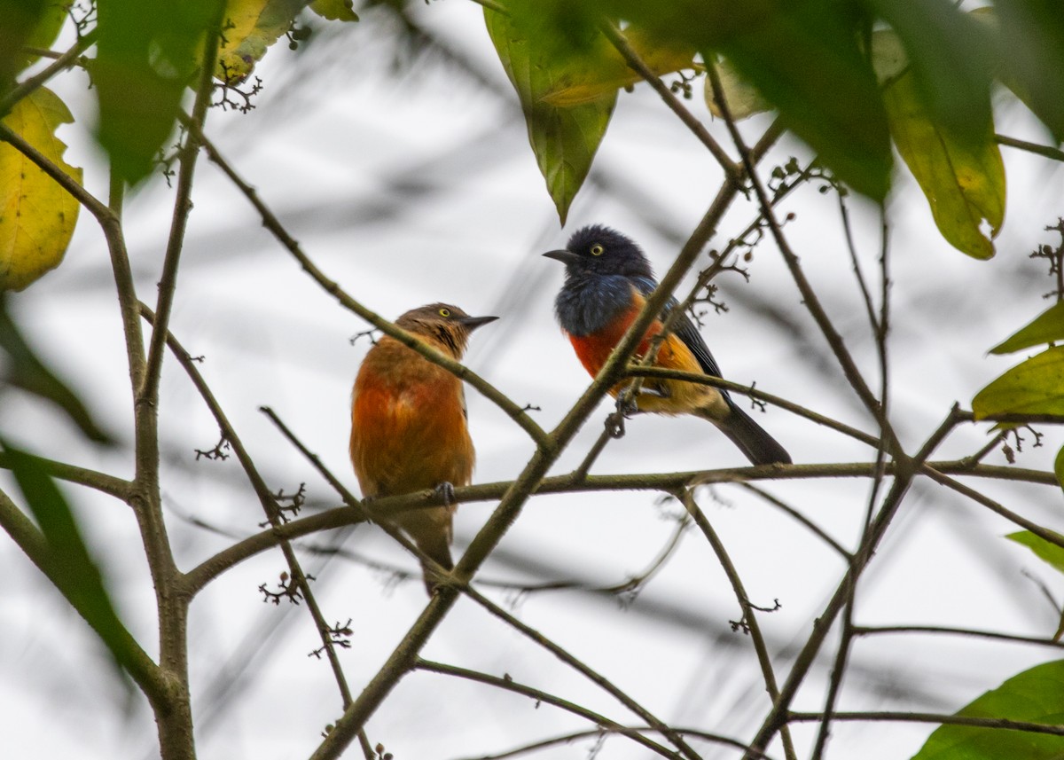 Scarlet-breasted Dacnis - ML613953676