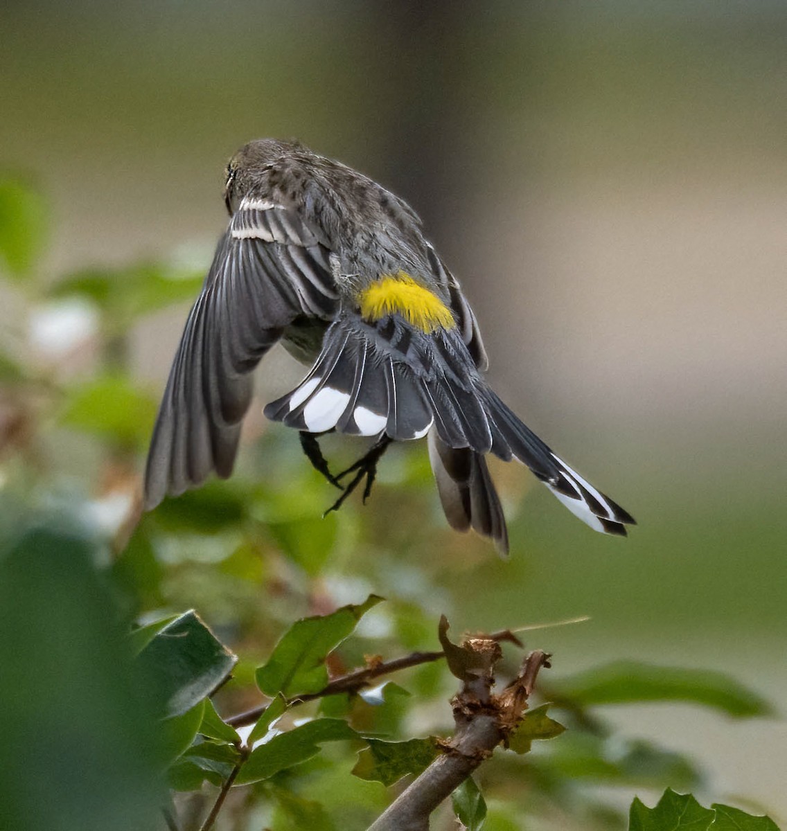 Yellow-rumped Warbler - ML613953690