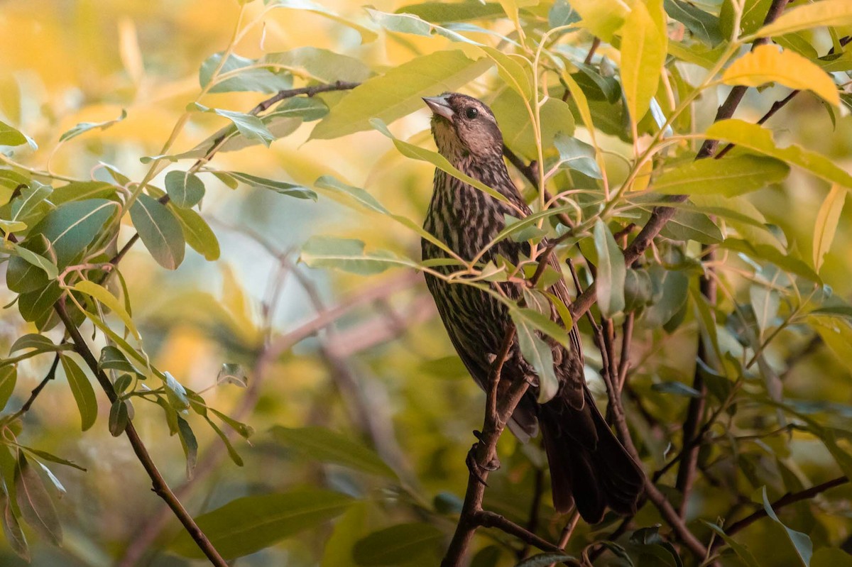 Red-winged Blackbird - ML613953719