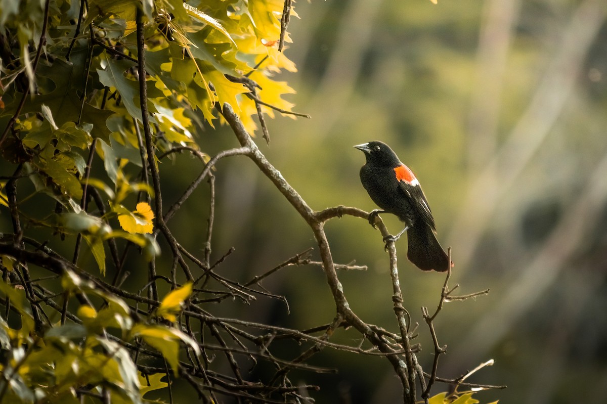 Red-winged Blackbird - ML613953721