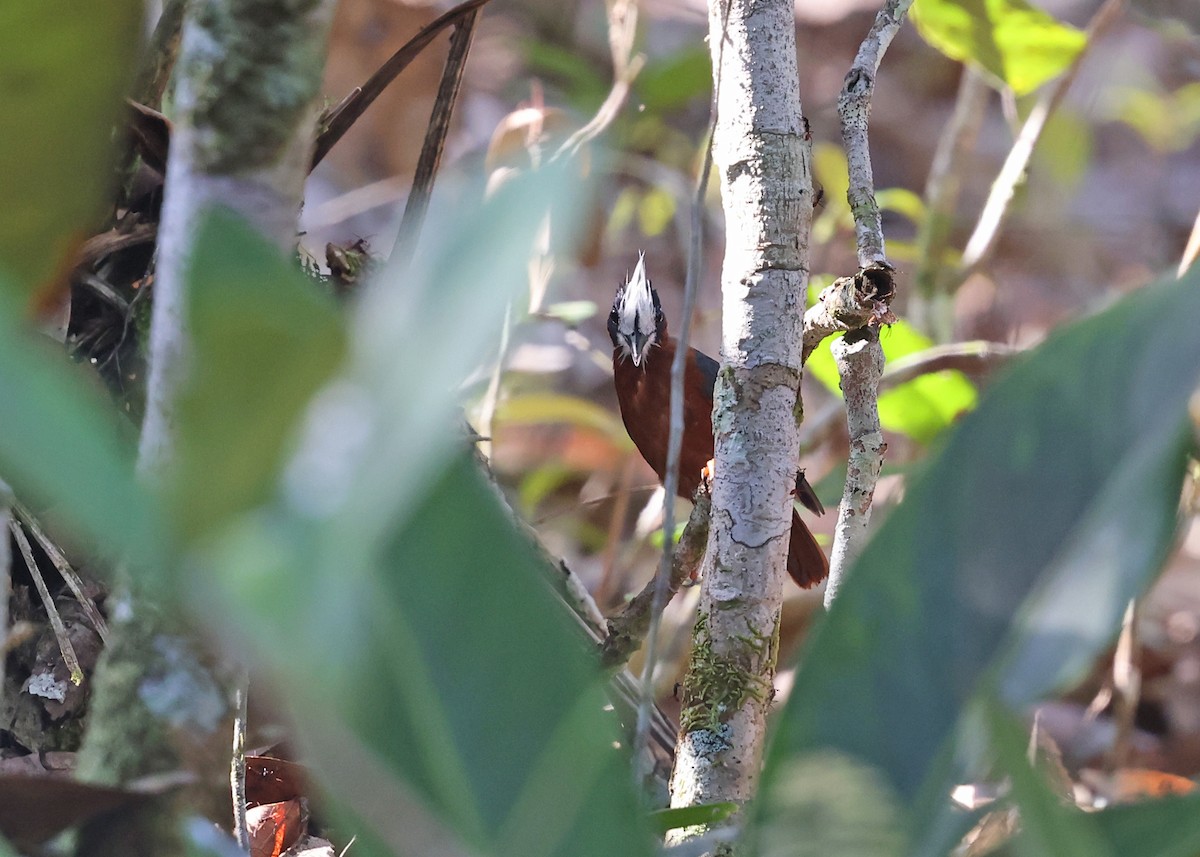 White-plumed Antbird - ML613953722