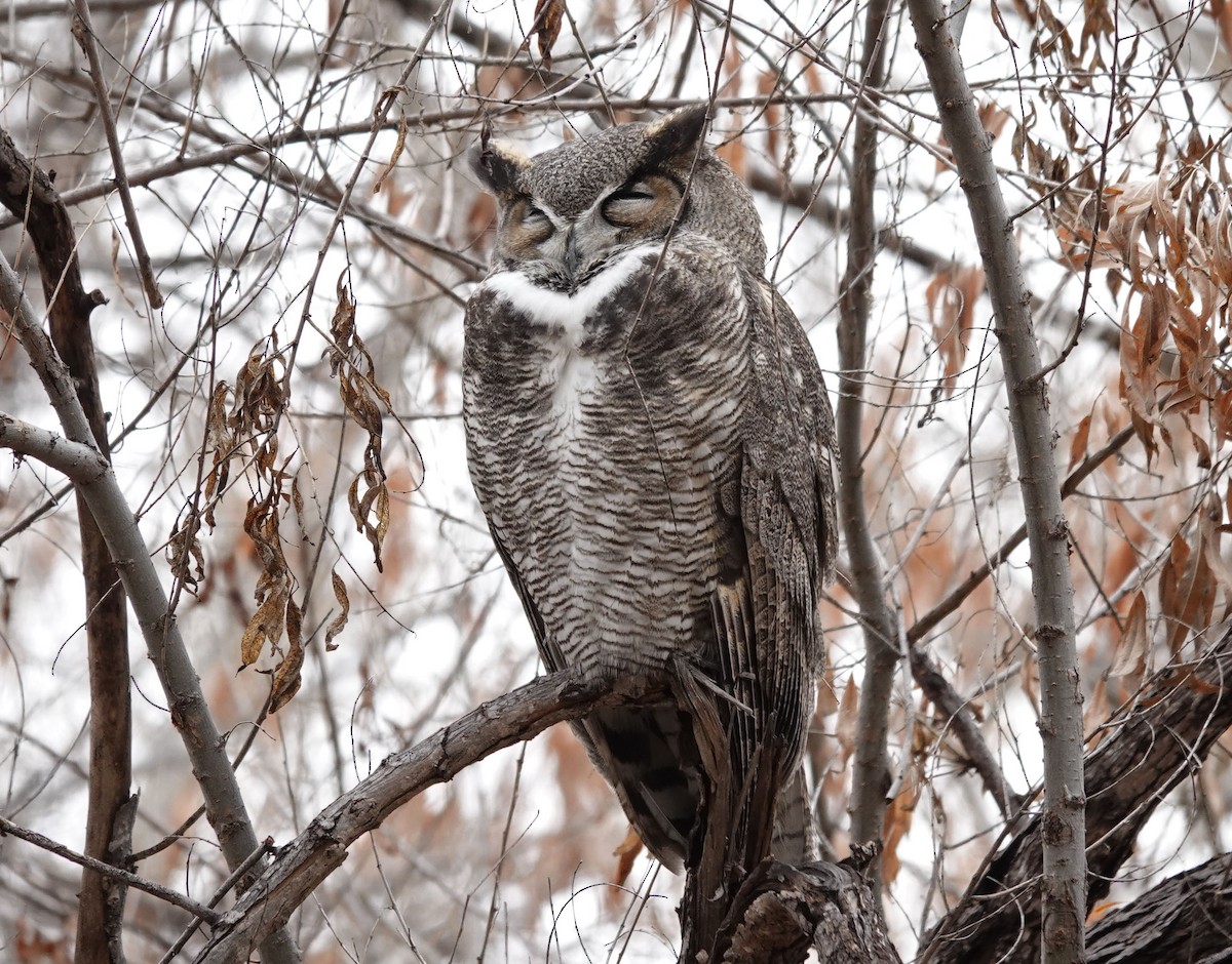 Great Horned Owl - ML613953762