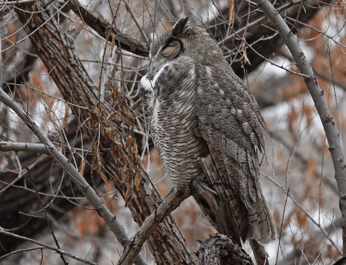 Great Horned Owl - ML613953770