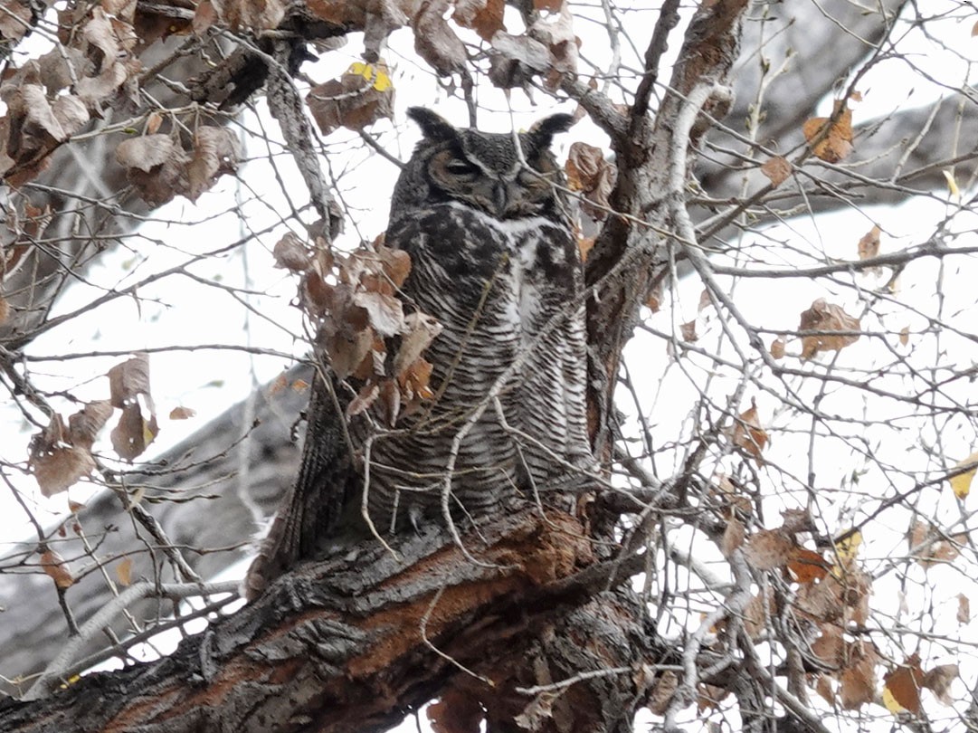 Great Horned Owl - ML613953774