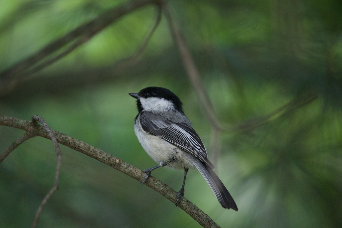 Black-capped Chickadee - ML613953803