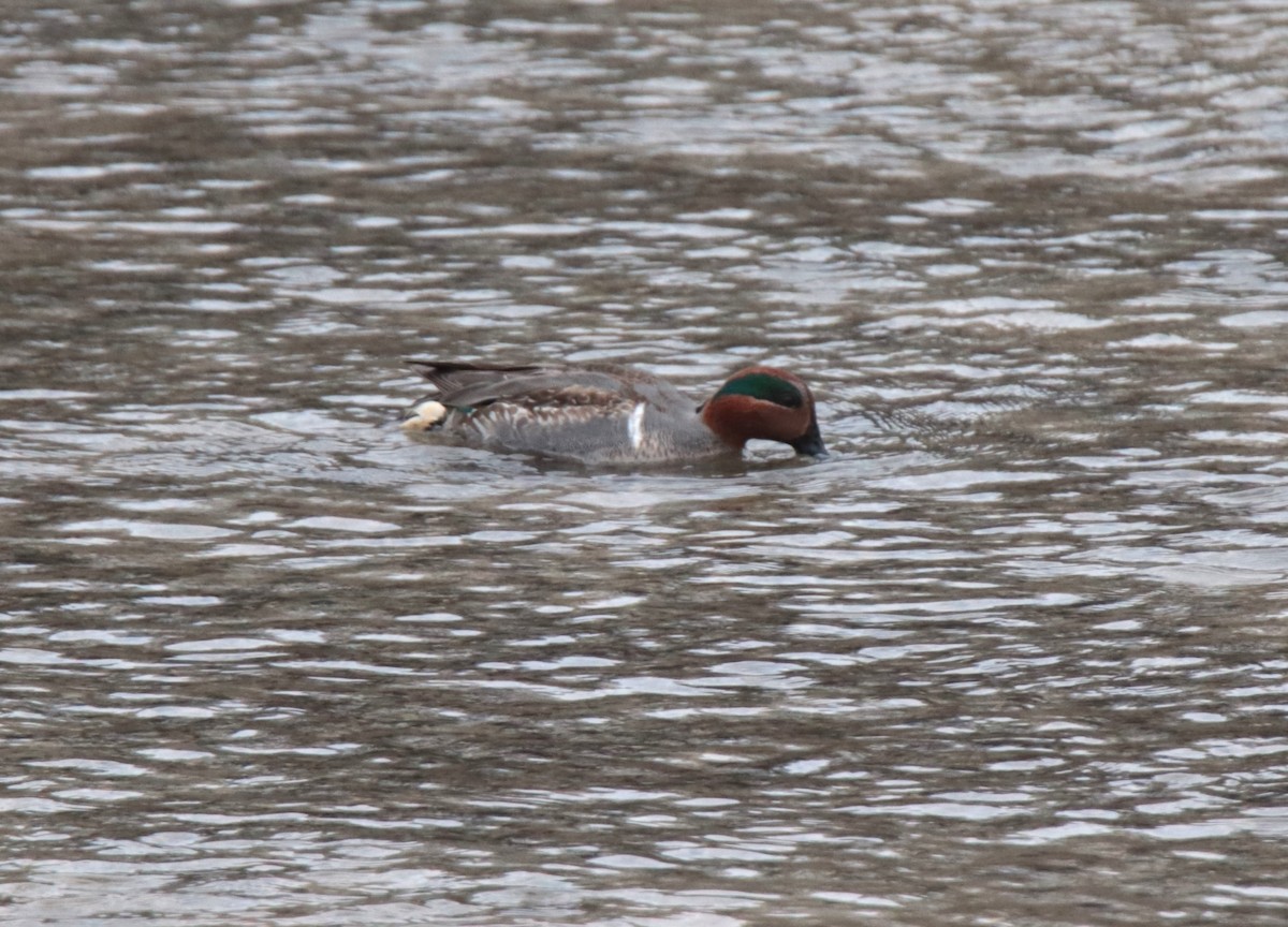 Green-winged Teal - Ruth King