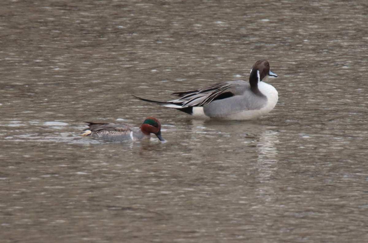 Green-winged Teal - ML613953833
