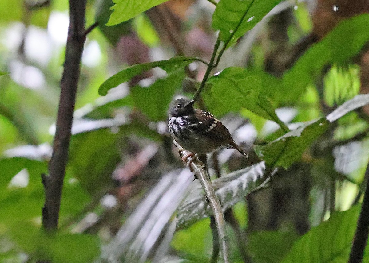 Spot-backed Antbird - ML613953871