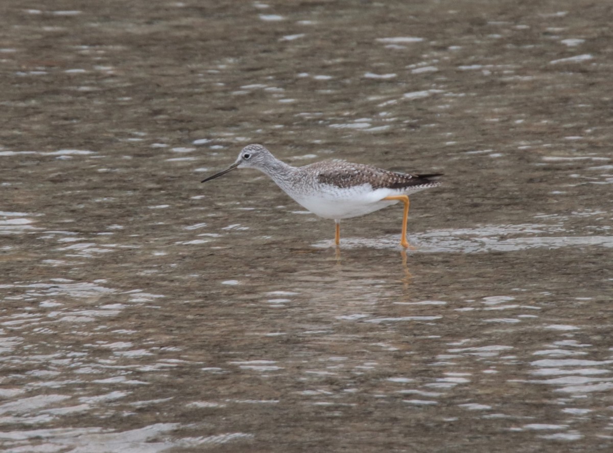 Greater Yellowlegs - Ruth King