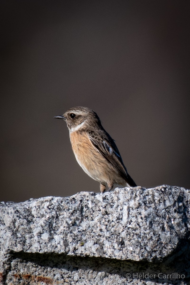 European Stonechat - ML613953914