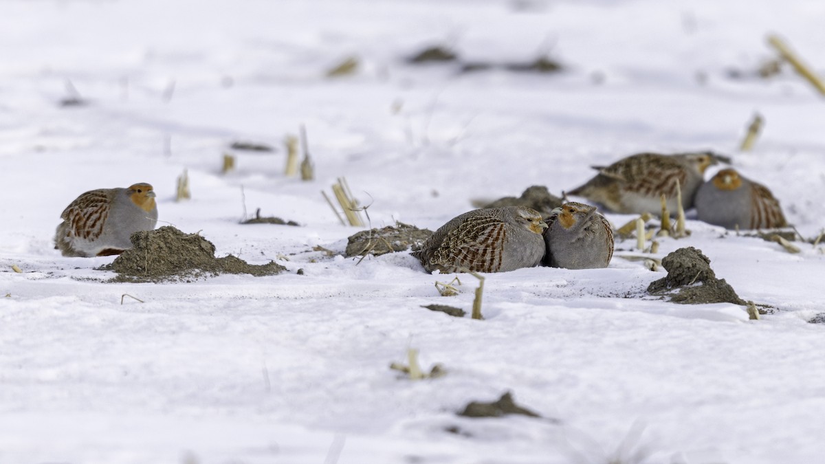 Gray Partridge - Daniel Jauvin