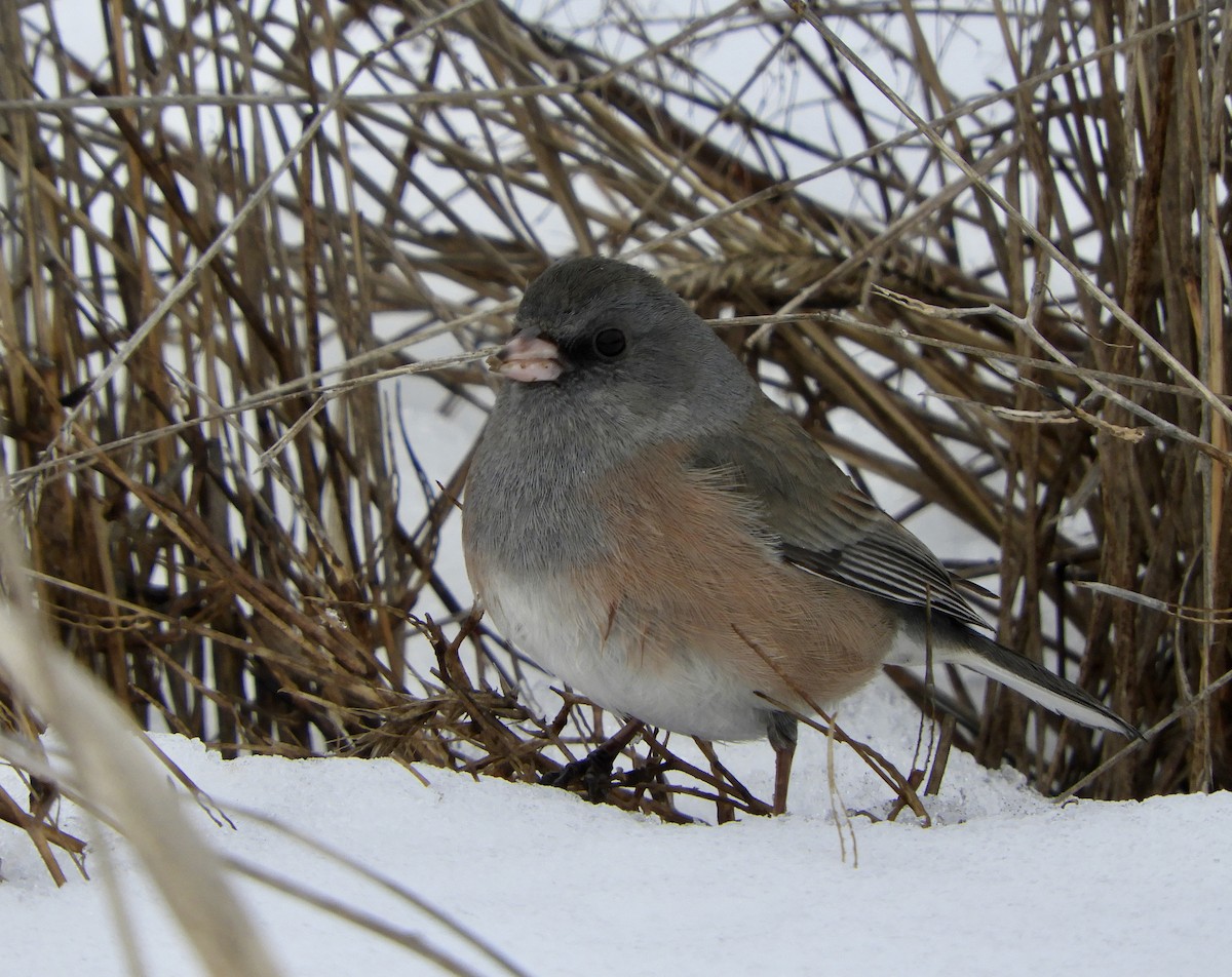 Dark-eyed Junco (Pink-sided) - Sue Plankis