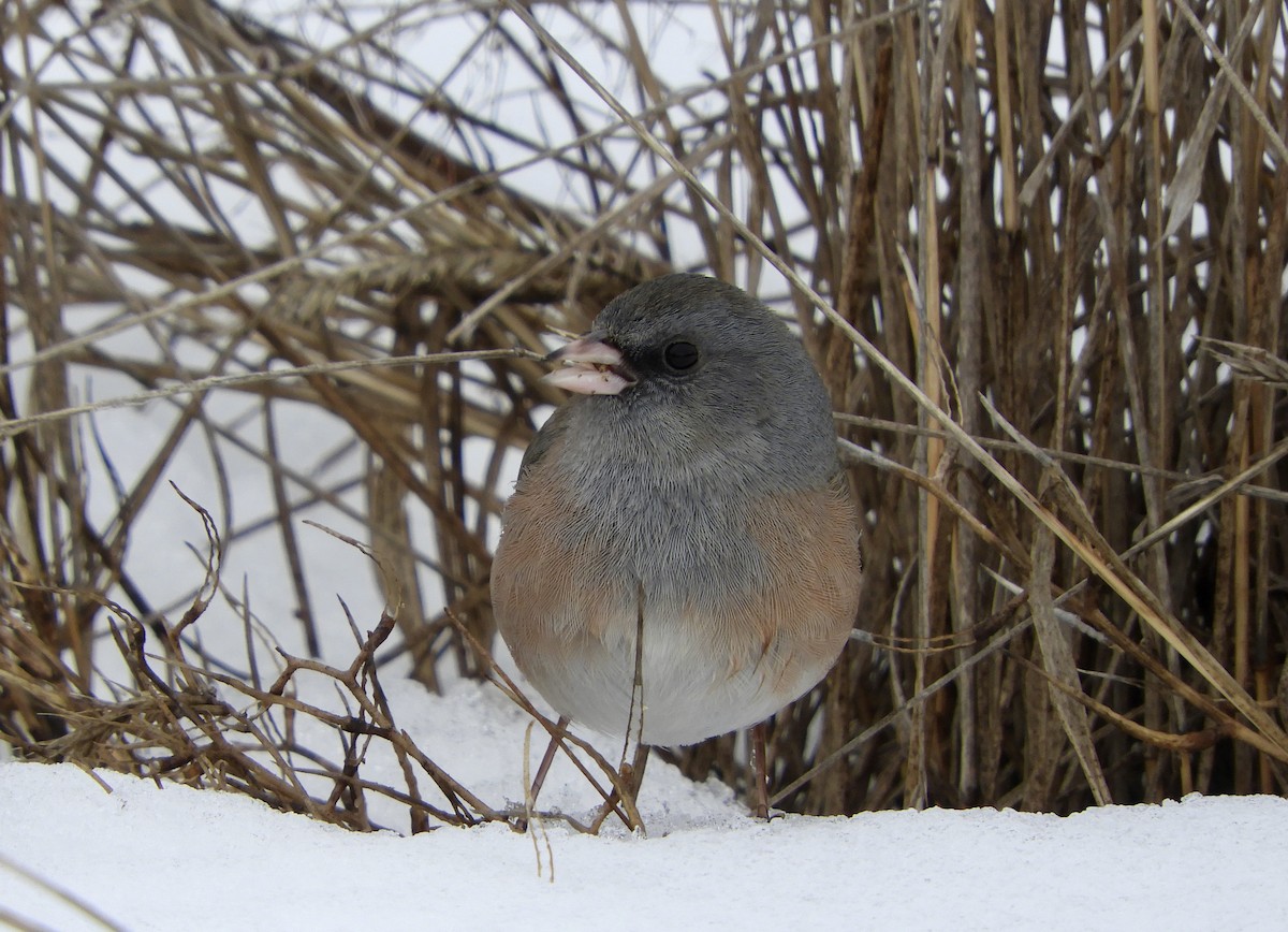 Dark-eyed Junco (Pink-sided) - Sue Plankis