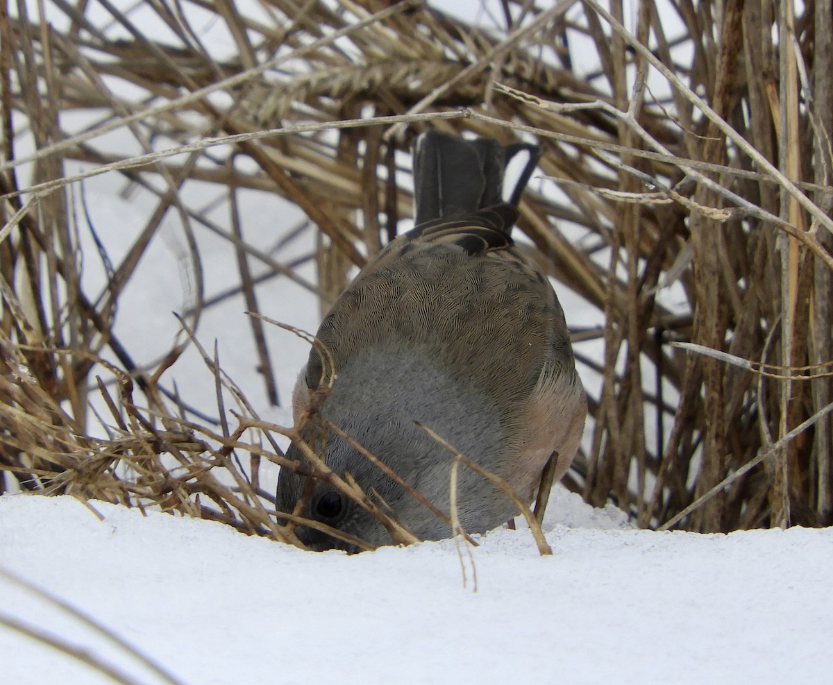 Dark-eyed Junco (Pink-sided) - ML613953980