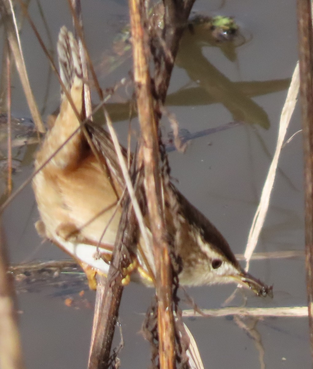 Marsh Wren - ML613954076