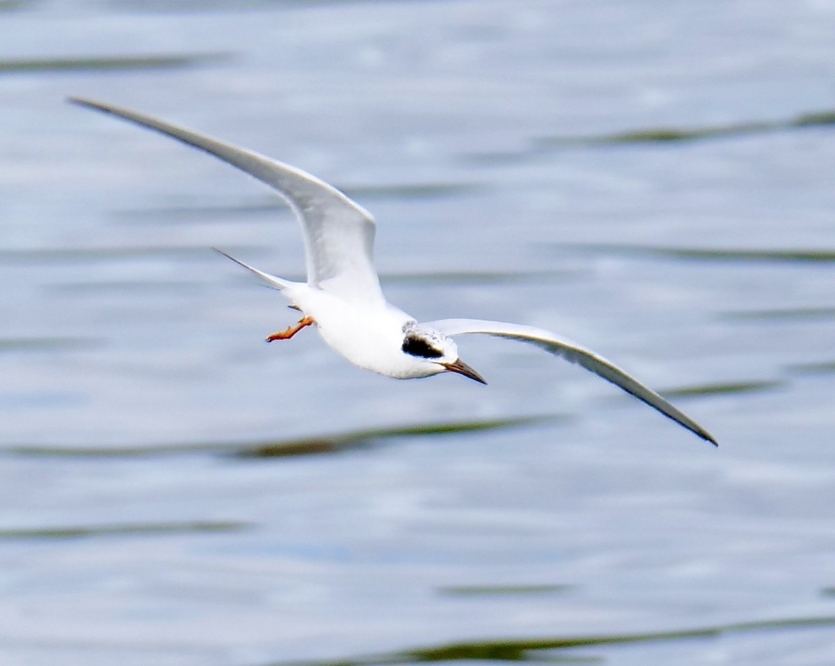 Forster's Tern - ML613954092