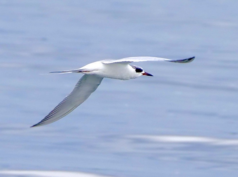 Forster's Tern - ML613954093