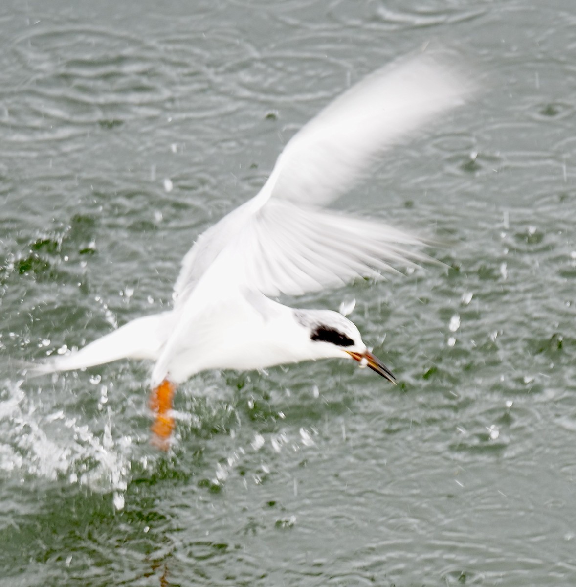 Forster's Tern - ML613954094