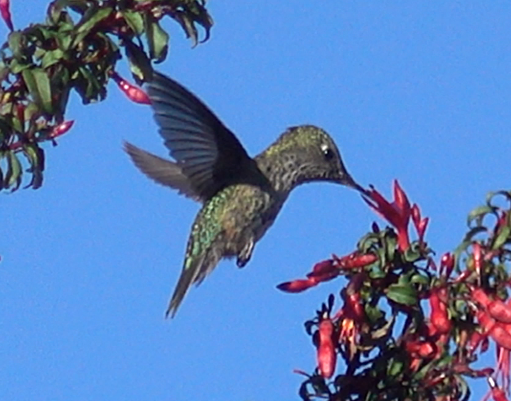 Green-backed Firecrown - Frank Dietze