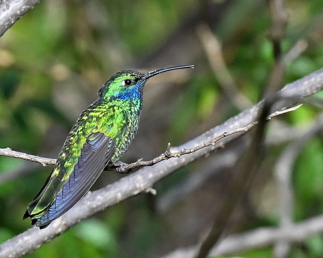 Glanz-Veilchenohrkolibri - ML613954134